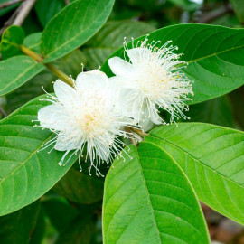 Guava Plant