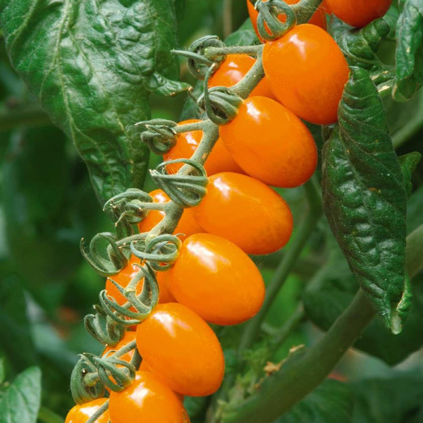 Buy Grafted Tomato Plants F1 Santorange Online - Green plants & flowering plants