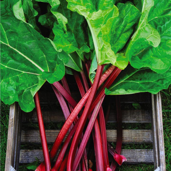 Buy Rhubarb (Rheum) Raspberry Red Online - Green plants & flowering plants