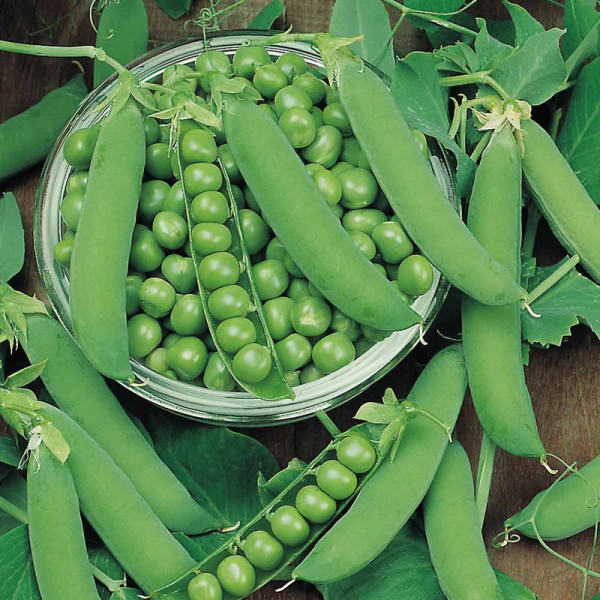Buy Pea Plants Ambassador Online - Green plants & flowering plants