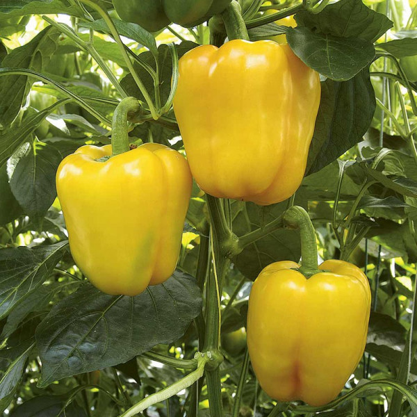 Buy Pepper Grafted Plants F1 Chelsea Online - Green plants & flowering plants