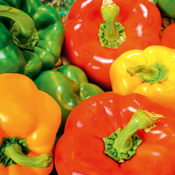 Buy Pepper Grafted Plants Our Collection Online - Green plants & flowering plants