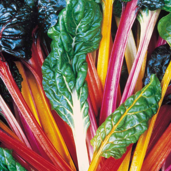 Buy Swiss Chard Plants Bright Lights Online - Green plants & flowering plants