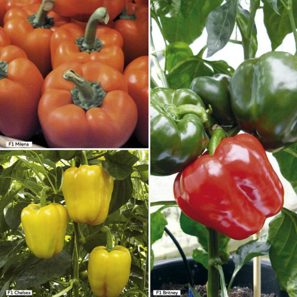 Buy Pepper Sweet Grafted Plants Collection Online - Green plants & flowering plants