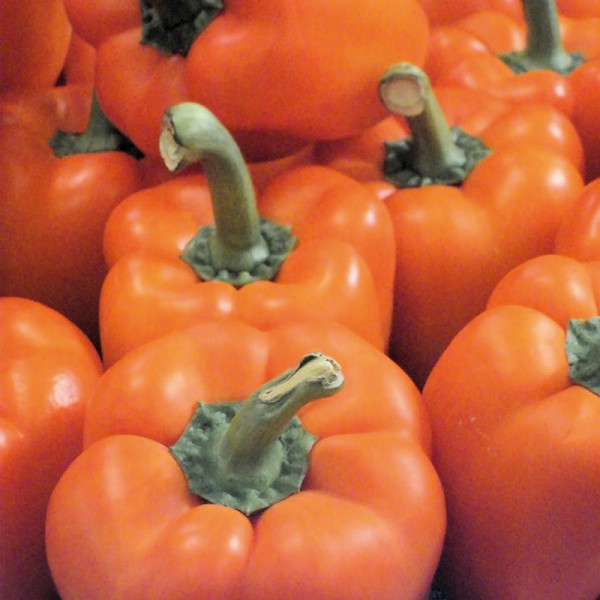 Buy Pepper Grafted Plants F1 Milena Online - Green plants & flowering plants