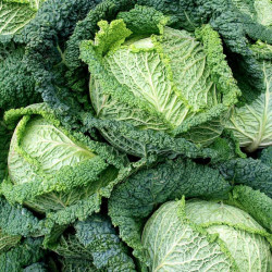 Cabbage Plants Savoy Continuity Collection
