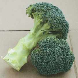 Broccoli Plants Calabrese Continuity Collection