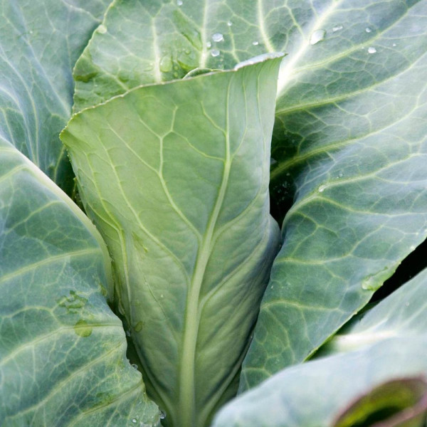 Buy Cabbage Plants Pointed Continuity Duo Pack Online - Green plants & flowering plants