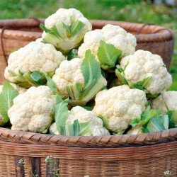 Cauliflower Plants Late Summer Continuity Collection
