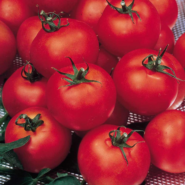 Buy Grafted Tomato Plants F1 Shirley Online - Green plants & flowering plants Buy Grafted Tomato Plants F1 Shirley Online - Green plants & flowering plants