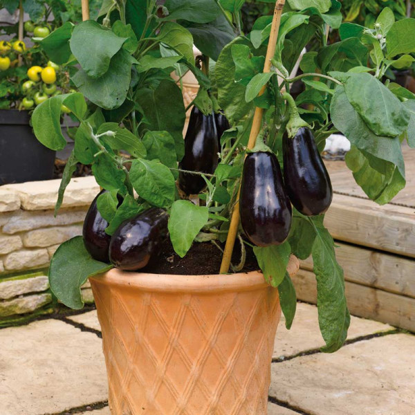Buy Aubergine Grafted Plants F1 Scorpio Online - Green plants & flowering plants