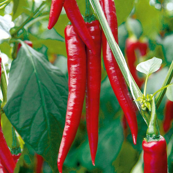 Buy Pepper Chilli Grafted Plant F1 Medina Online - Green plants & flowering plants