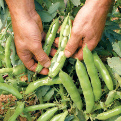 Bean (broad) Plants the Sutton