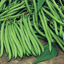 Bean (climbing French) Plants Cobra