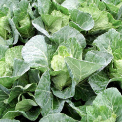 Cabbage Plants F1 Winterjewel