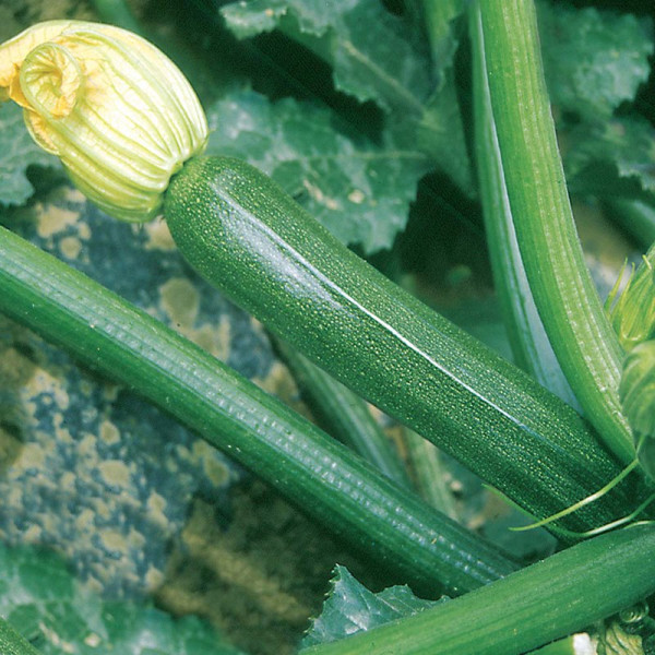 Buy Courgette Plants F1 Partenon Online - Green plants & flowering plants