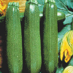Courgette Plants Twin Pack