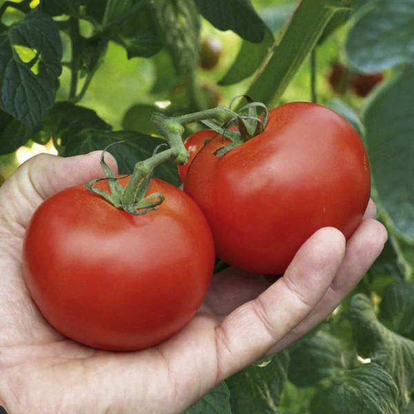 Buy Tomato Plants Alicante Online - Green plants & flowering plants