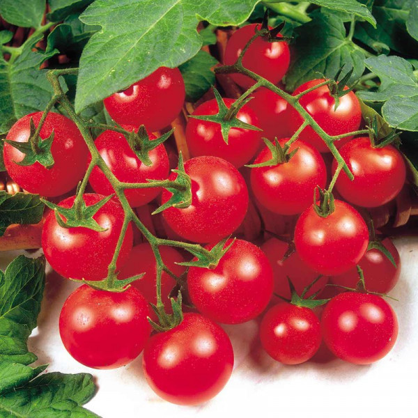 Buy Grafted Tomato Plants Gardener's Delight Online - Green plants & flowering plants