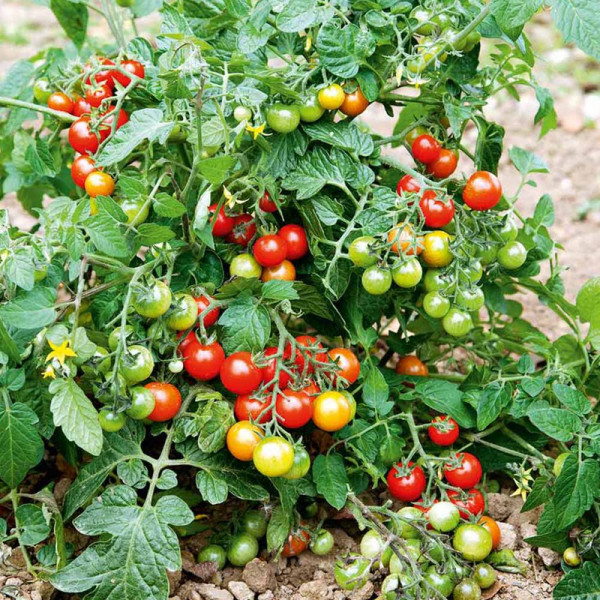 Buy Grafted Tomato Plants F1 Lizzano Online - Green plants & flowering plants