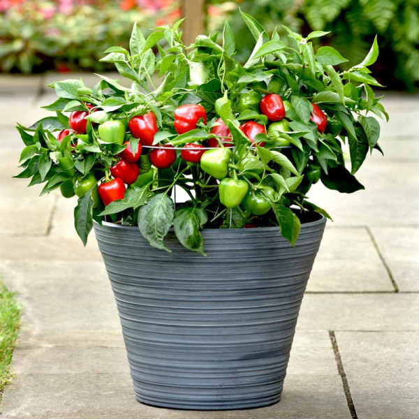 Buy Patio Veg Plants Collection Online - Green plants & flowering plants