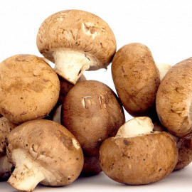 Mushroom Windowsill Kit Chestnut