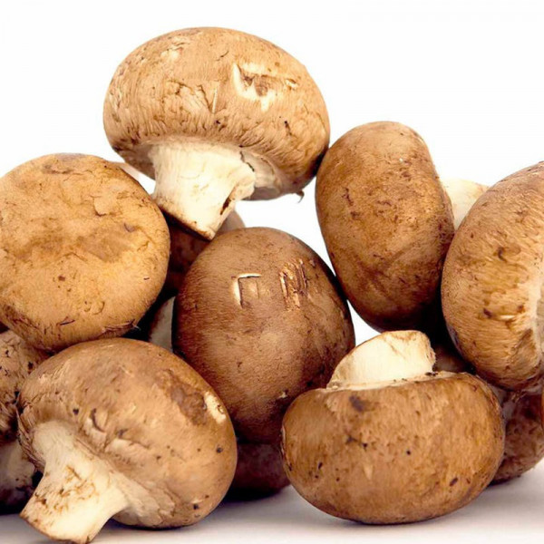 Buy Mushroom Windowsill Kit Chestnut Online - Plant Seeds Buy Mushroom Windowsill Kit Chestnut Online - Plant Seeds