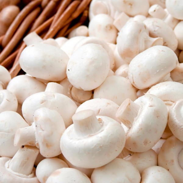 Buy Mushroom Windowsill Kit White Button Online - Plant Seeds Buy Mushroom Windowsill Kit White Button Online - Plant Seeds