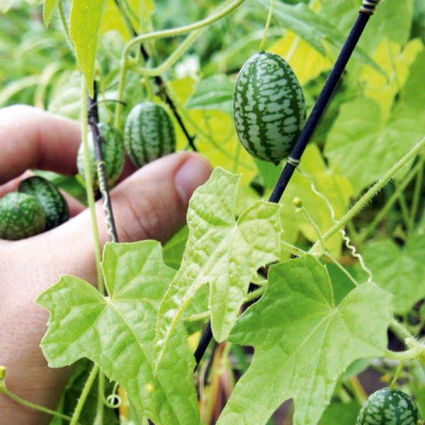 Buy Cucamelon Plants Online - Green plants & flowering plants Buy Cucamelon Plants Online - Green plants & flowering plants