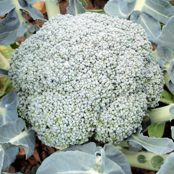Buy Broccoli Plants F1 Stromboli Online - Green plants & flowering plants