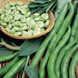 Bean (broad) Plants Aquadulce Claudia