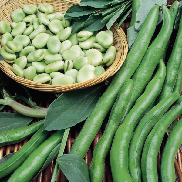 Buy Bean (Broad) Plants Aquadulce Claudia Online - Green plants & flowering plants