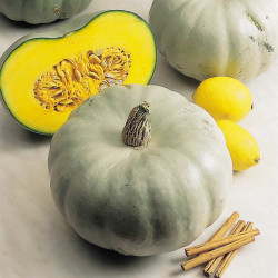 Squash Plants Crown Prince