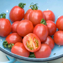 Tomato Plants F1 Flamingo