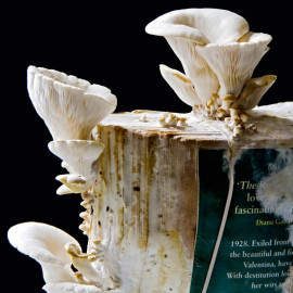 Grey Oyster Mushroom Book Spawn