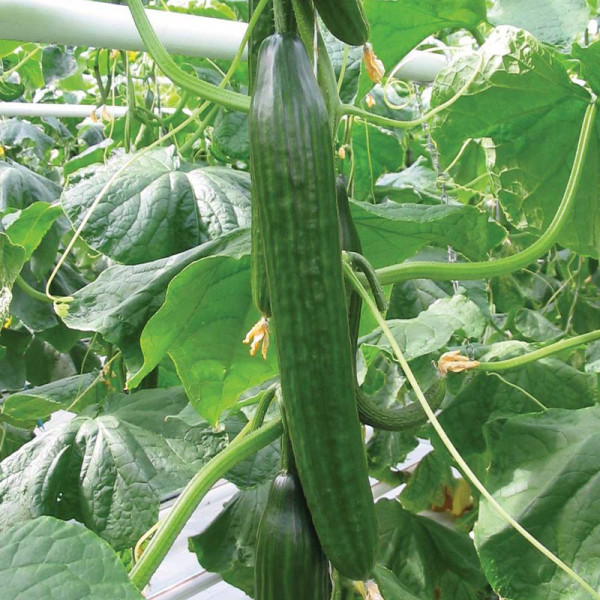 Buy Cucumber Grafted Plants F1 Carmen Online - Green plants & flowering plants Buy Cucumber Grafted Plants F1 Carmen Online - Green plants & flowering plants