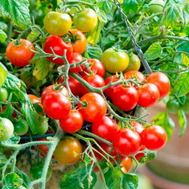 Tomato Plants Tumbling Bella