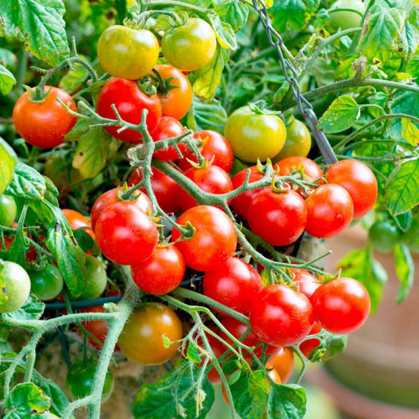 Buy Tomato Plants Tumbling Bella Online - Green plants & flowering plants