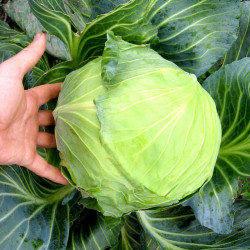 Cabbage Plants Round Continuity Collection