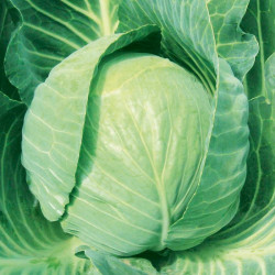 Cabbage Plants Mozart