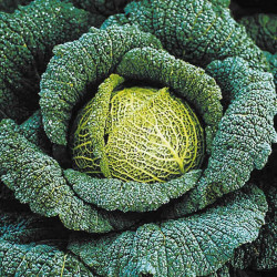 Cabbage Plants Traviata