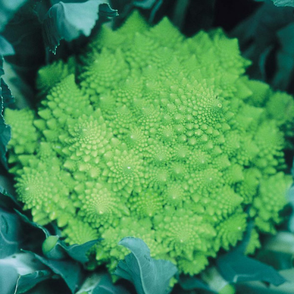 Buy Our Selection Brassica Veg Plants Online - Green plants & flowering plants