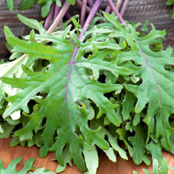 Kale Plants Red Russian