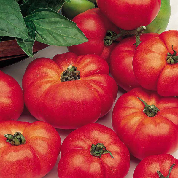 Buy Tomato Plants Marmande Online - Green plants & flowering plants Buy Tomato Plants Marmande Online - Green plants & flowering plants