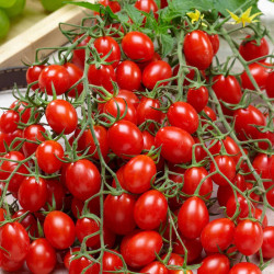 Grafted Tomato Plants Tutti Frutti Collection