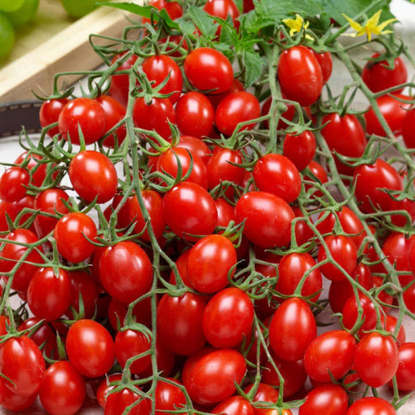 Buy Grafted Tomato Plants Tutti Frutti Collection Online - Green plants & flowering plants
