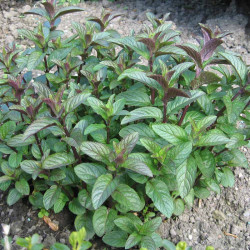 Herb Plant Chocolate Peppermint