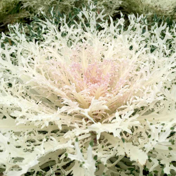 Buy Kale Plants Gourmet Collection Online - Green plants & flowering plants