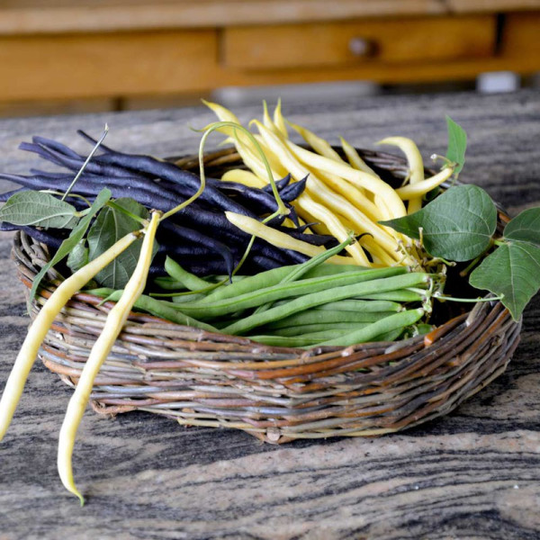 Buy Bean (Climbing French) Plants Colourful Climbing Mix Online - Green plants & flowering plants