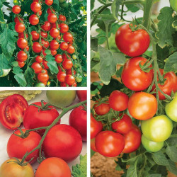 Grafted Tomato Plants Gardeners Favourite Collection